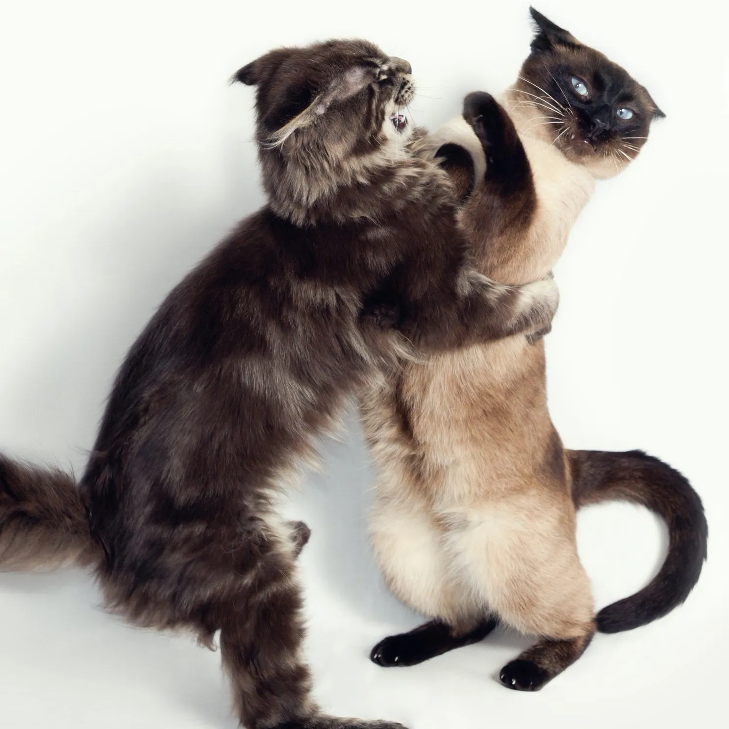Bullying Plus