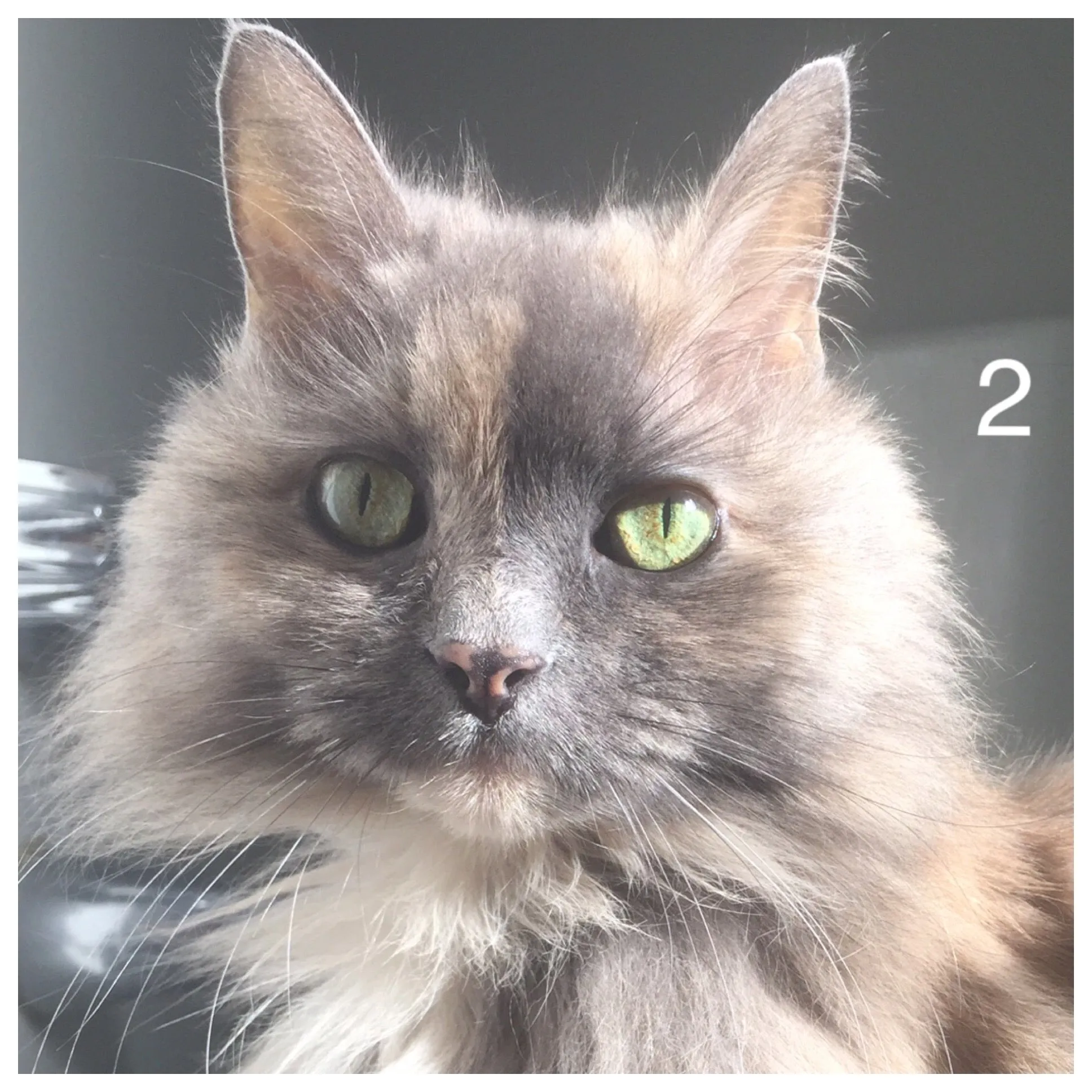 Chloe - Cat