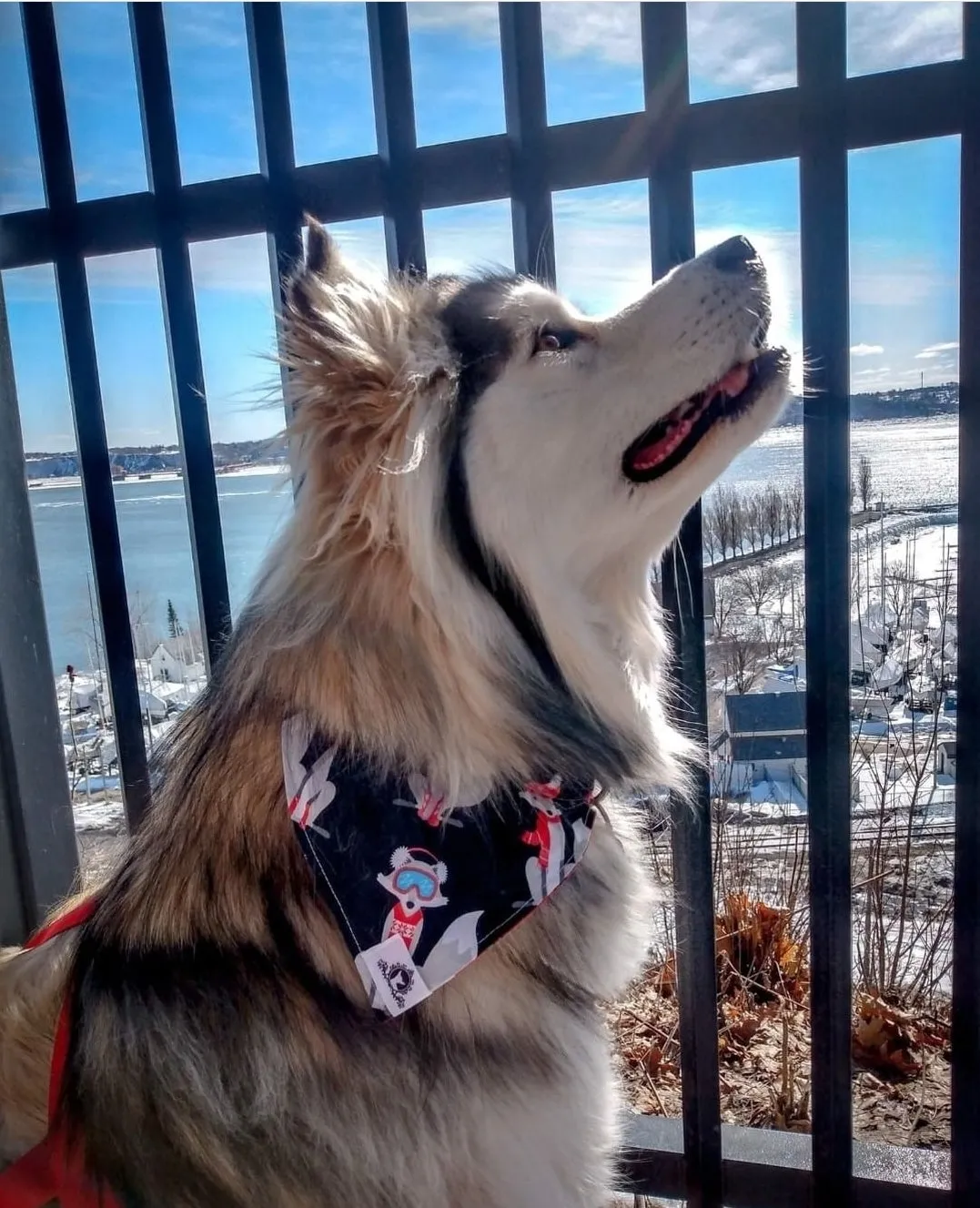 Foulard chic pour grand chien - Carreauté laine bleue