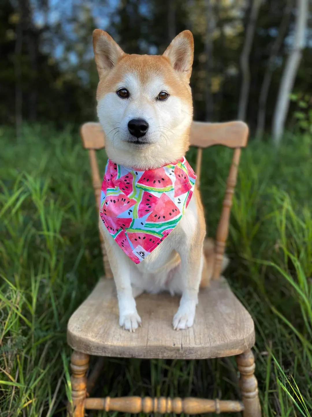 Foulard chic pour grand chien - Carreauté laine bleue