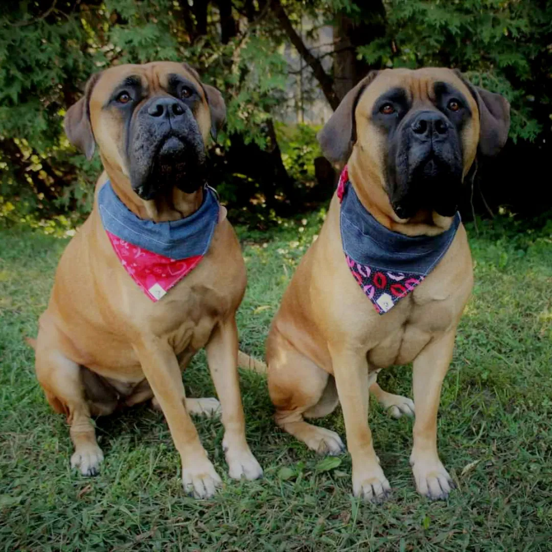 Foulard chic pour grand chien - Carreauté laine bleue