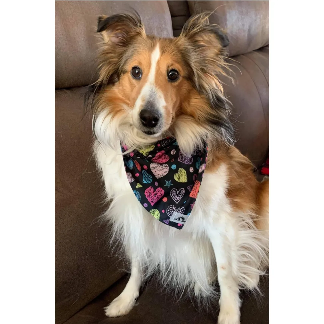Foulard chic pour grand chien - Zébré doré