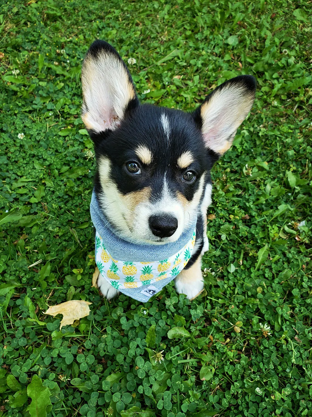 Foulard de jeans recyclés pour chien moyen - Chic mauve