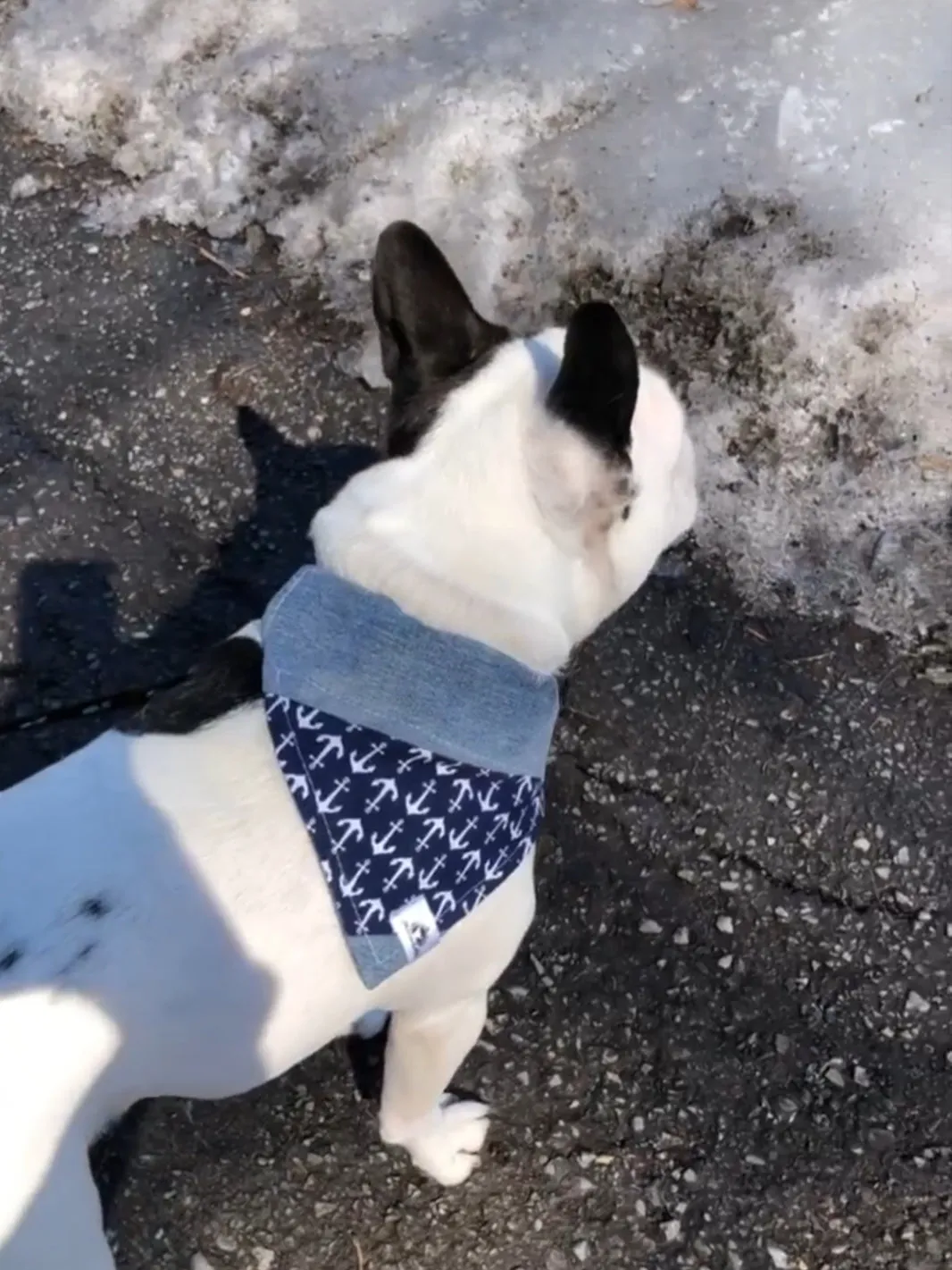 Foulard de jeans recyclés pour chien moyen - Chic mauve