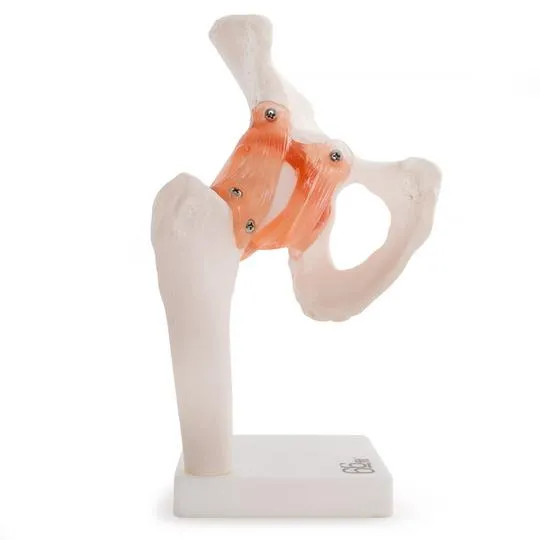 Human Hip Joint Anatomical Model