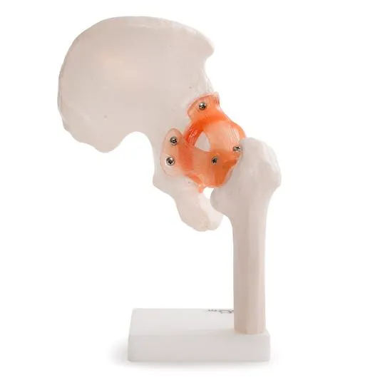 Human Hip Joint Anatomical Model