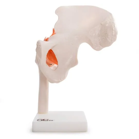 Human Hip Joint Anatomical Model