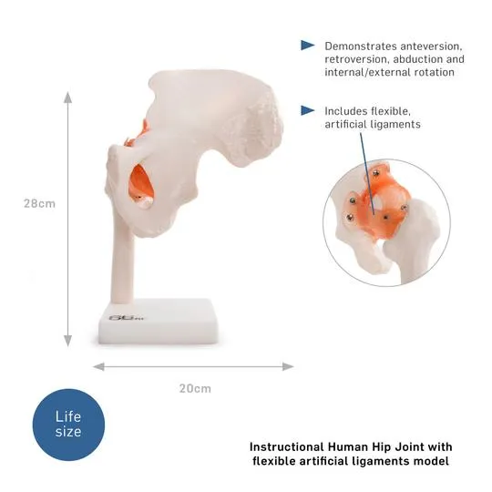 Human Hip Joint Anatomical Model