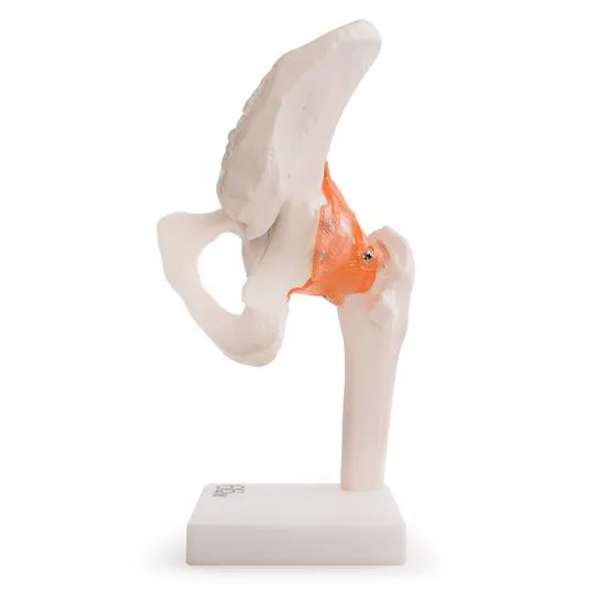 Human Hip Joint Anatomical Model