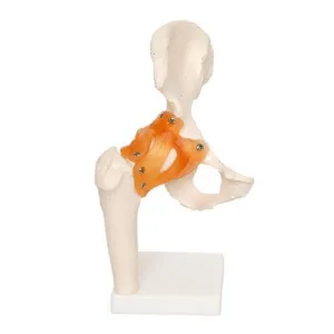 Human Hip Joint Anatomical Model