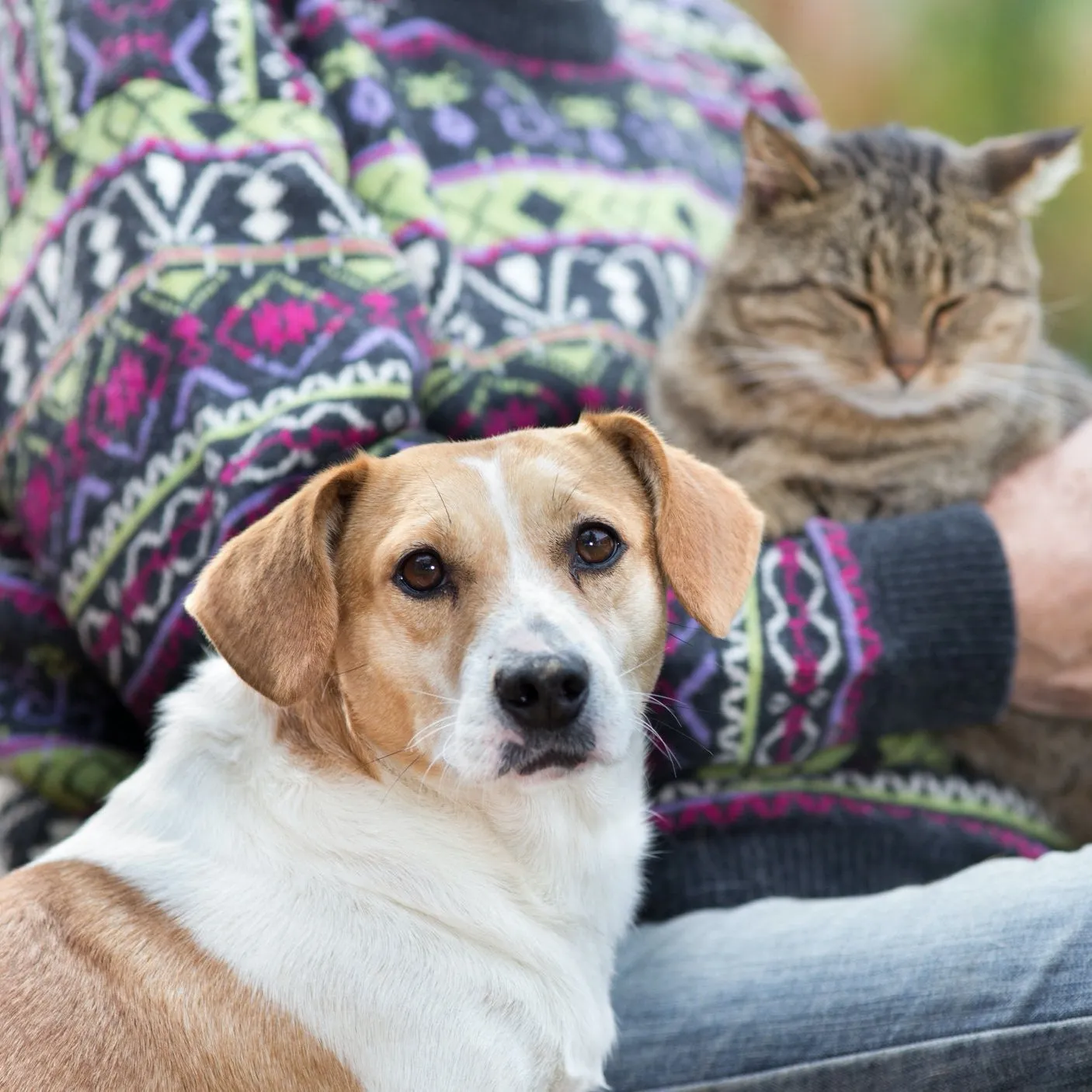 Senior Drops - Pets