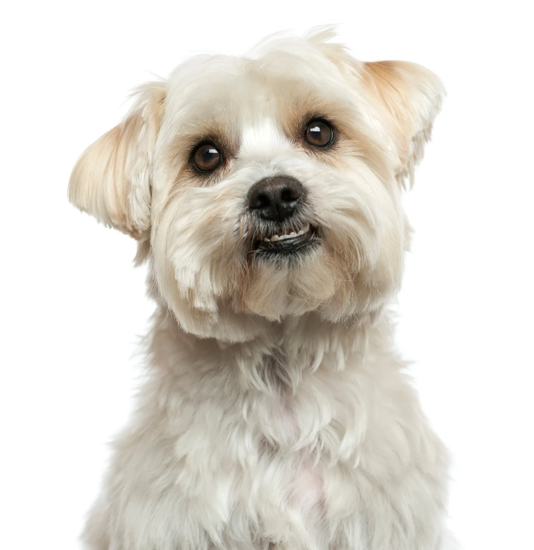 Warts Plus - Pets